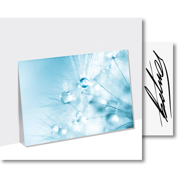 Blue Dandelion (Foto) – Acrylglasplatte
